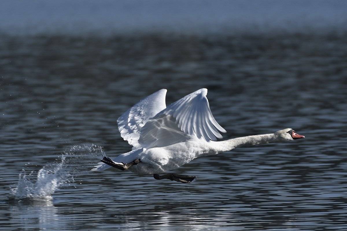 птицы birds, Jaroslav Mego