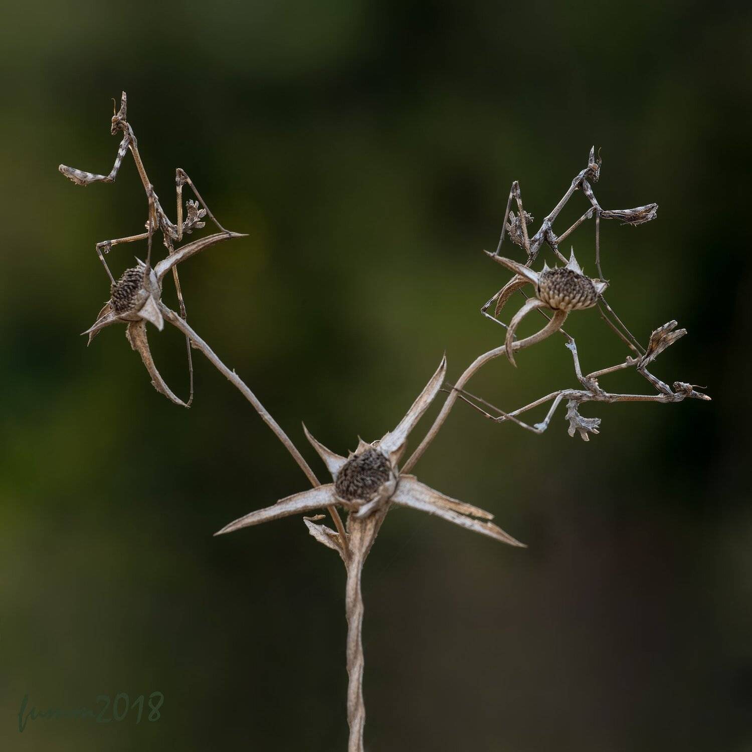 , Игорь ФУММ