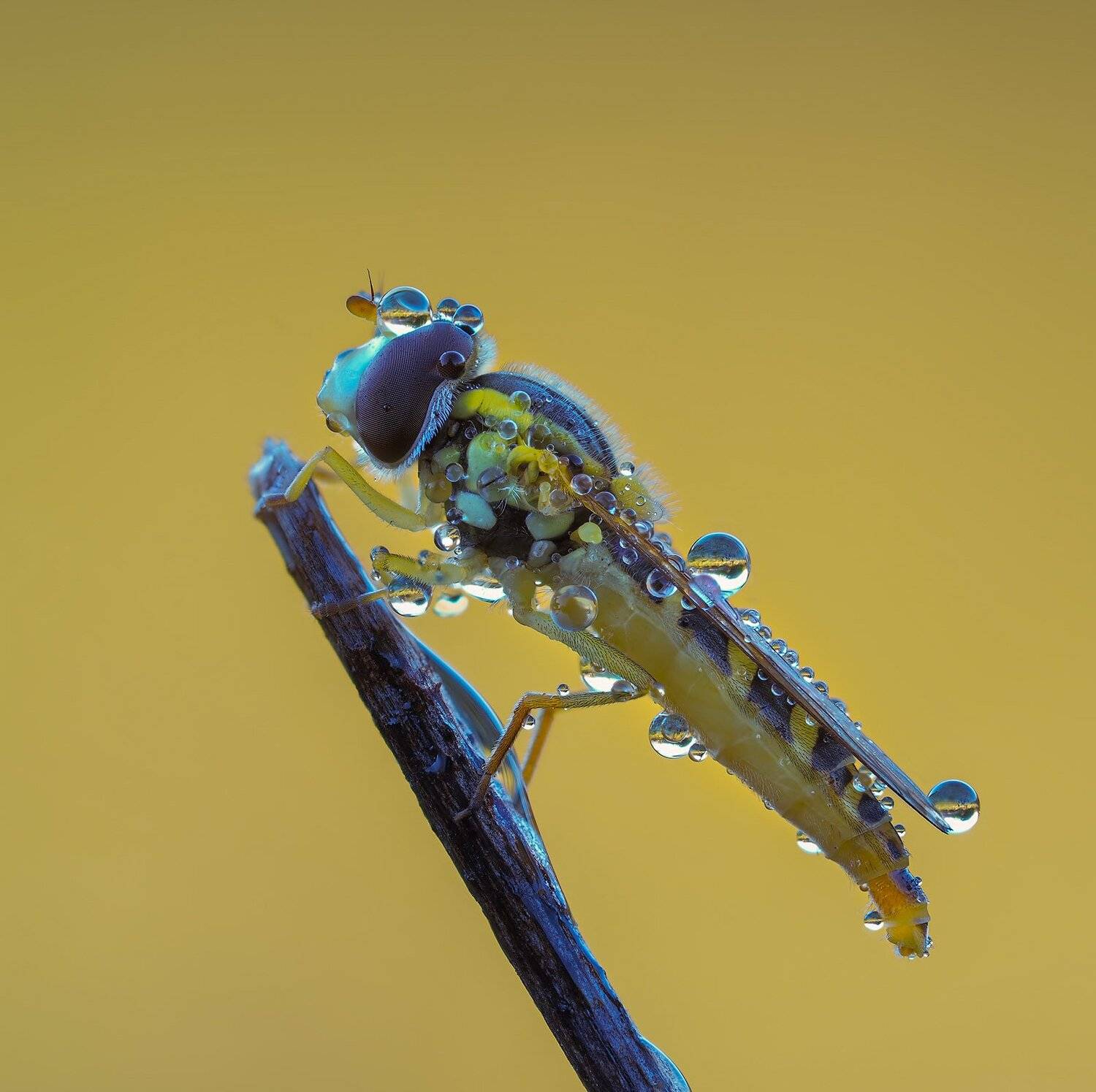 macro,макро, Евгений Лукашук