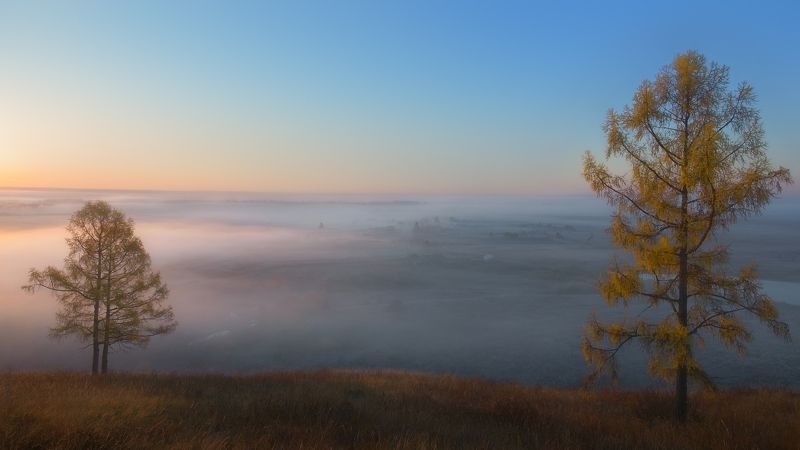 осень, туманное утро, золотые лиственницы, autumn, foggy morning, golden larches Провожая уплывающий туман... фото превью