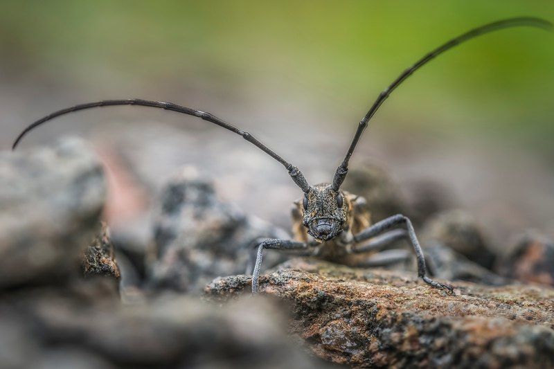 усы фото превью