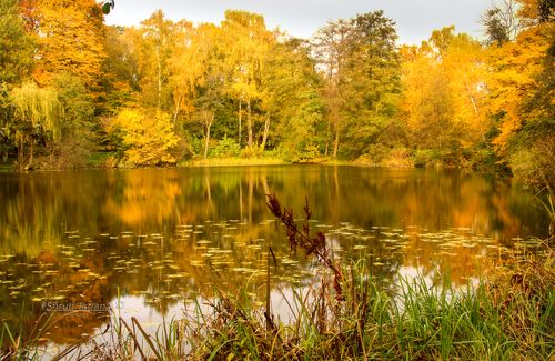 Осенний пруд