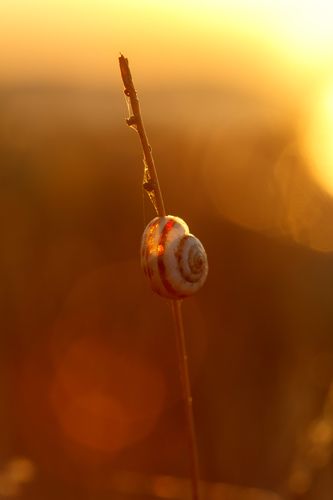 Одинокая улитка