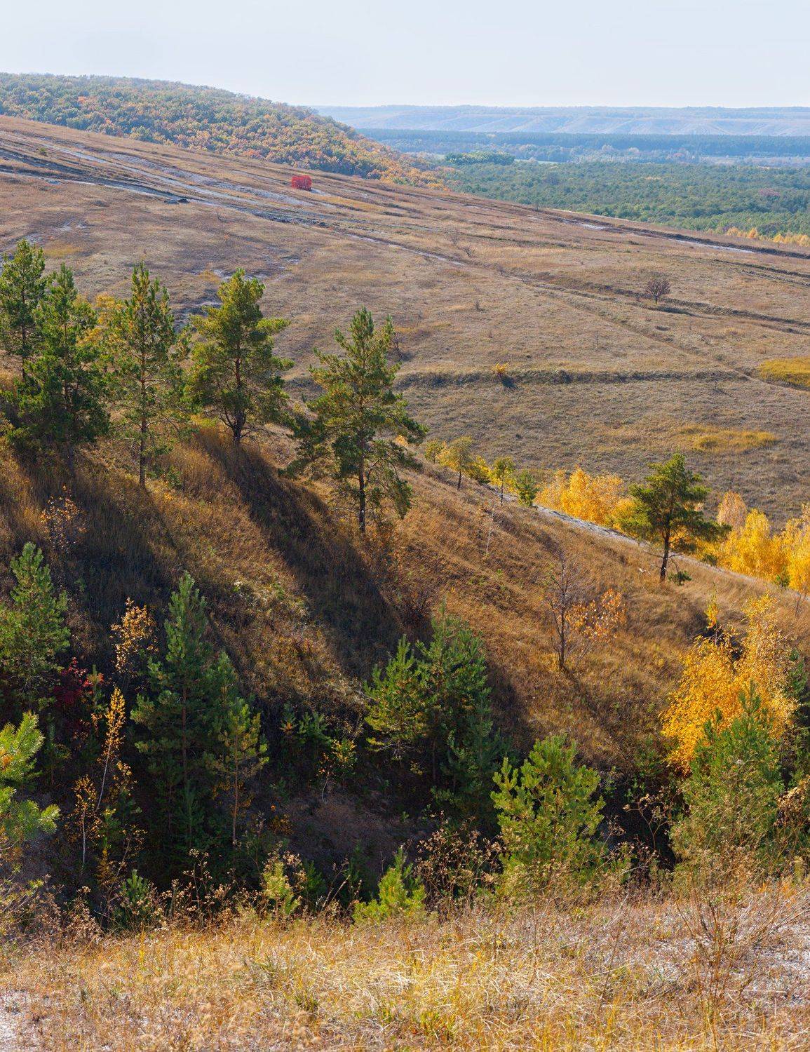 лес,лист,листья,дерево,желтый,ветки,дорога,тропа, Юрий Котов