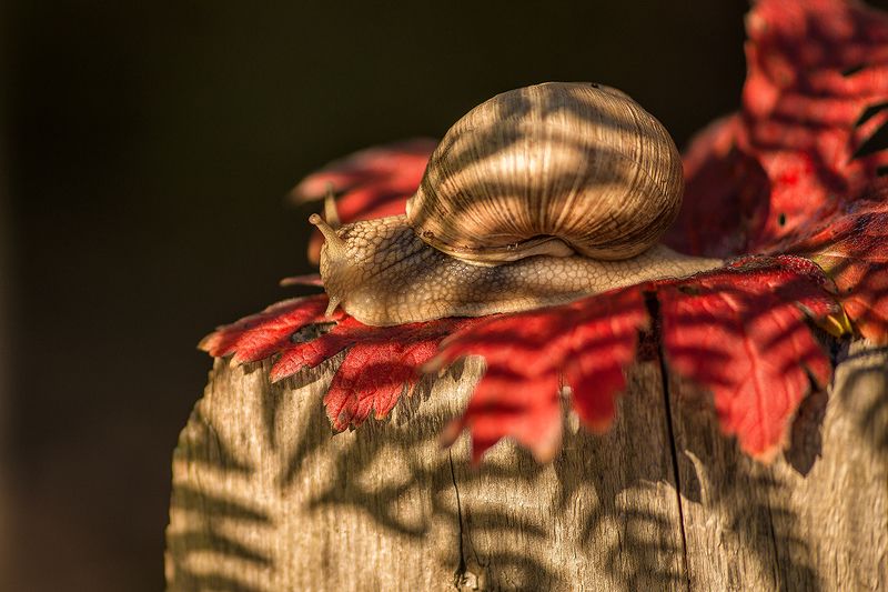 Осеннее кружево фото превью