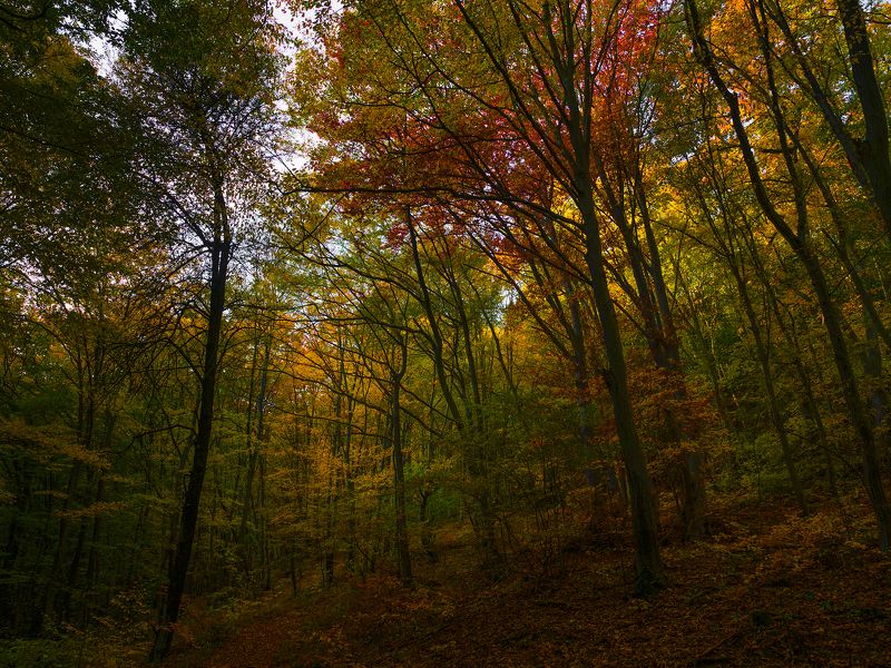 **** фото превью