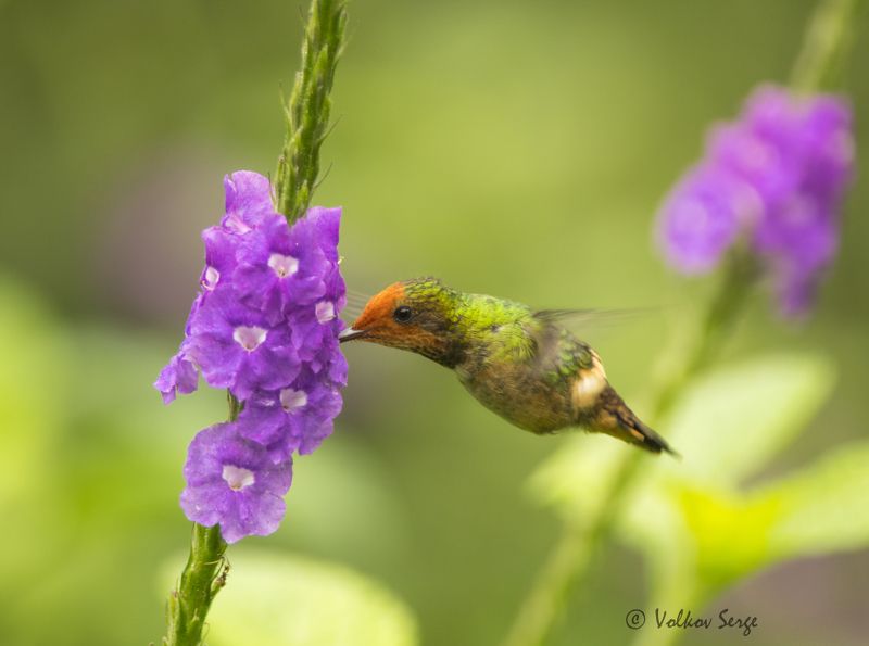 длиннохохлая кокетка, lophornis delattrei, rufous-crested coquette, колибри, южная америка, перу Полёт шмеля фото превью