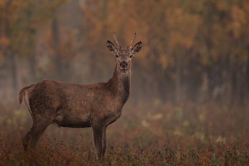 Jaunais briedis фото превью