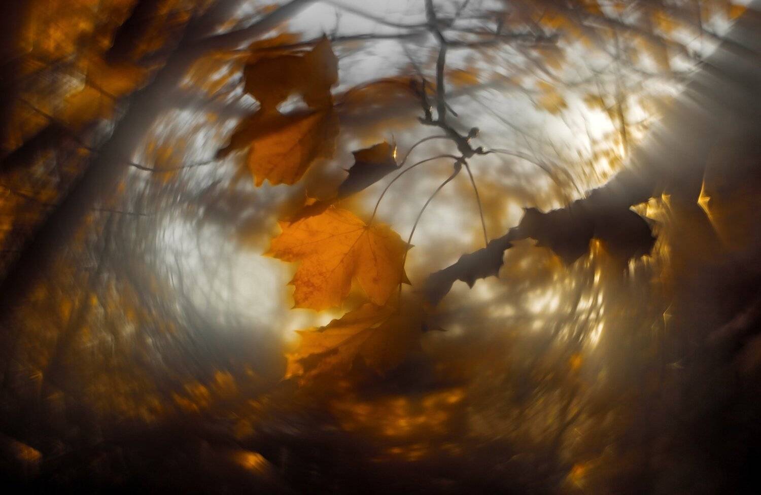 природа,осень,беларусь,лес, Sixten ( Сергей )