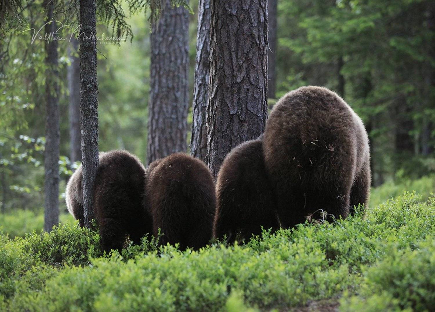 , Valtteri Mulkahainen