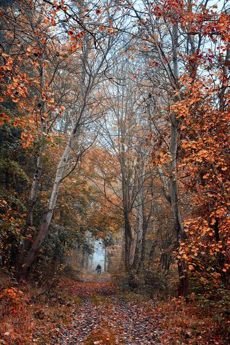 Autumn rider