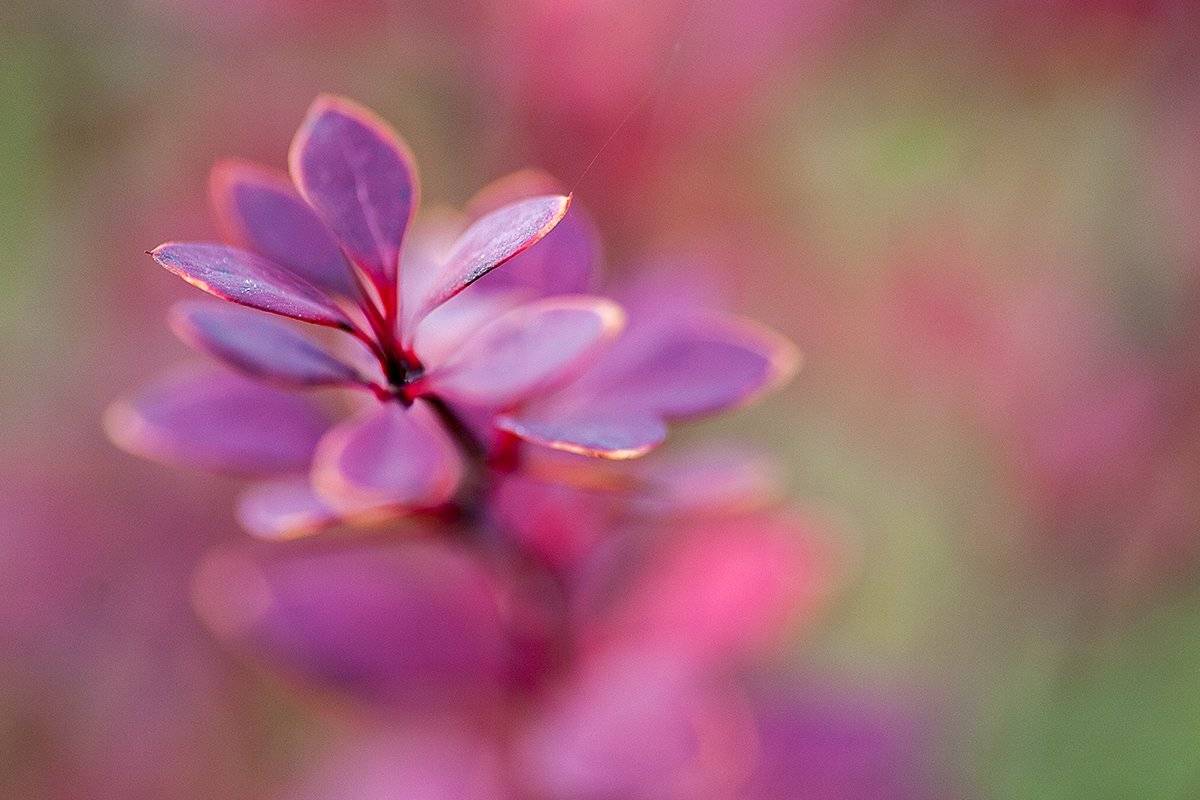 , Юлиана Джус