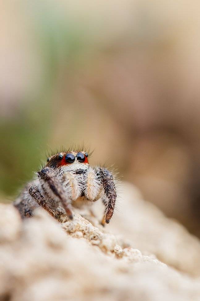 , Илья Михеев