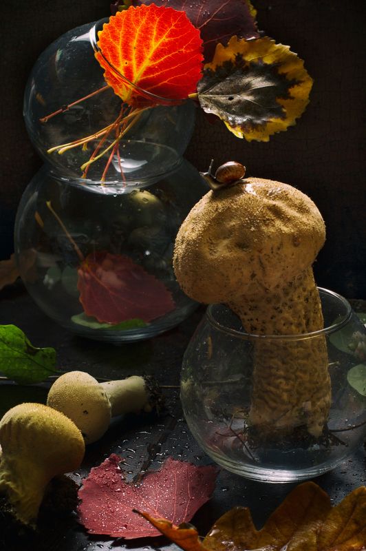 улитка,листья, осень, гриб С дождевиком фото превью