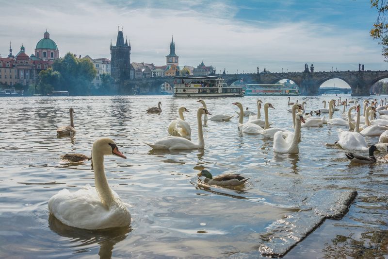 Swans in Prague фото превью