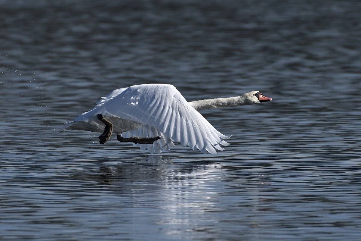 птицы birds, Jaroslav Mego