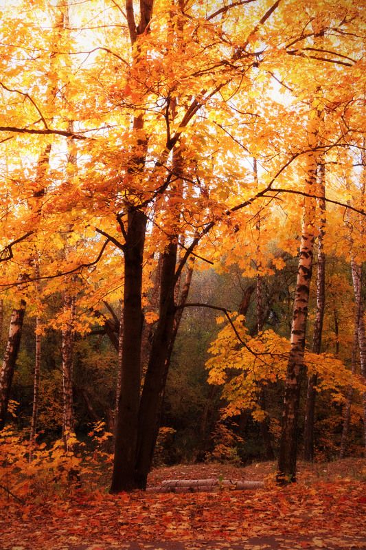 осень в Смоленске фото превью
