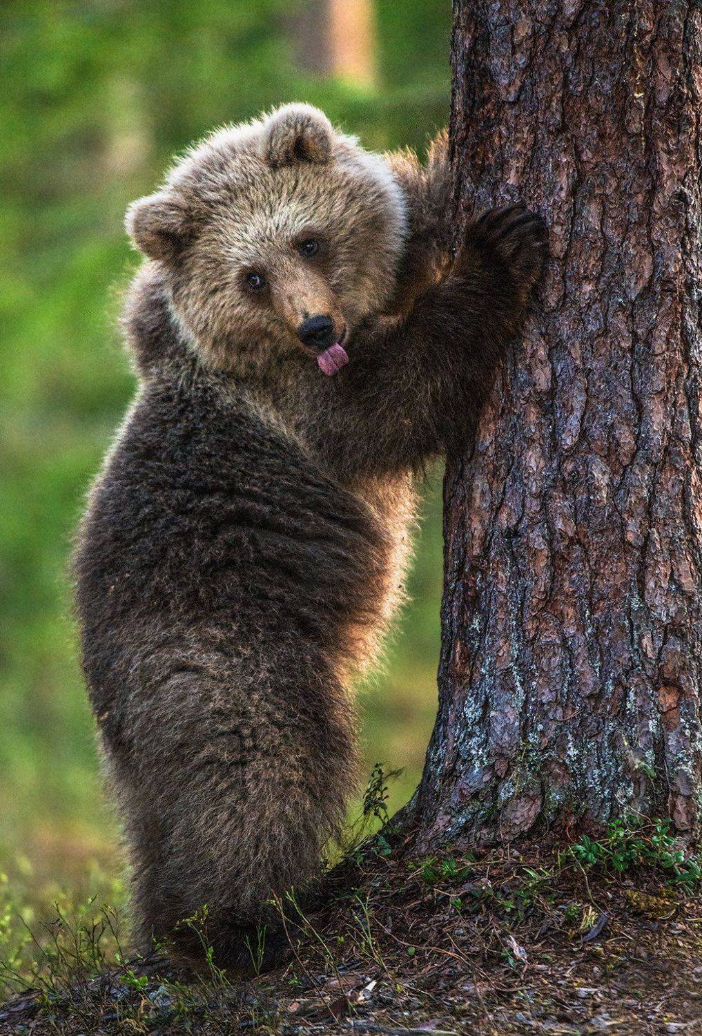 медведь, бурый, bear, brown, Сергей Урядников