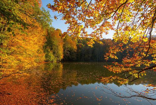 Золото осени