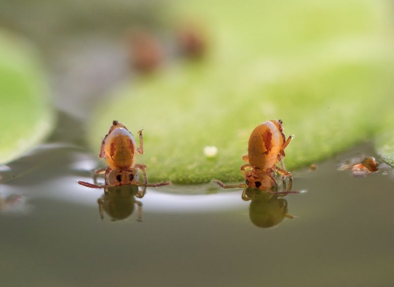 коллемболы, брачные игры Торчки фото превью