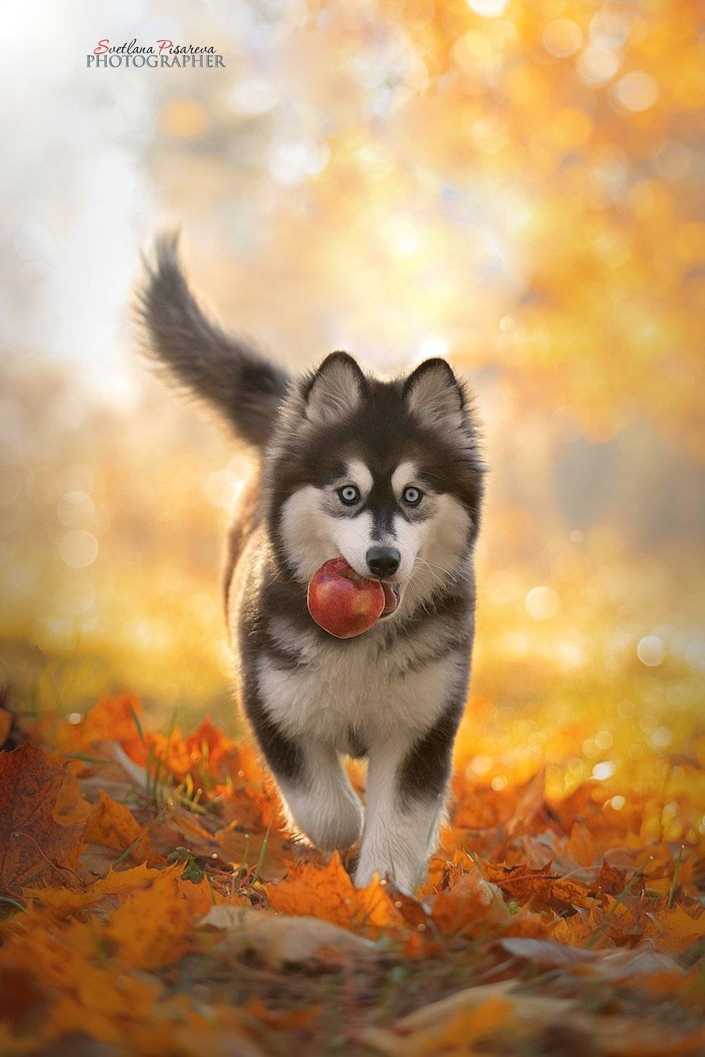 помски-это сибирский шпиц или померанский хаски:)))), Светлана Писарева