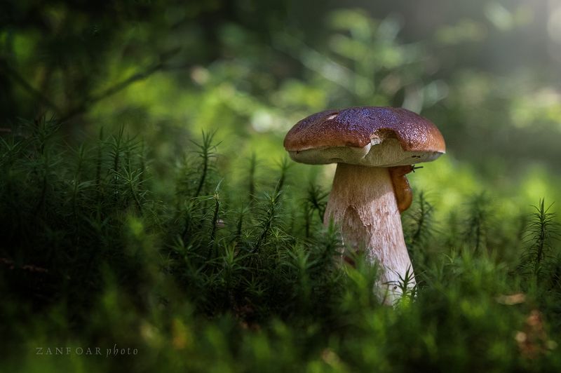 boletus edulis,zanfoar,czech republic,nikon d750,macro,detail,mooshroom,чехия Boletus edulis фото превью