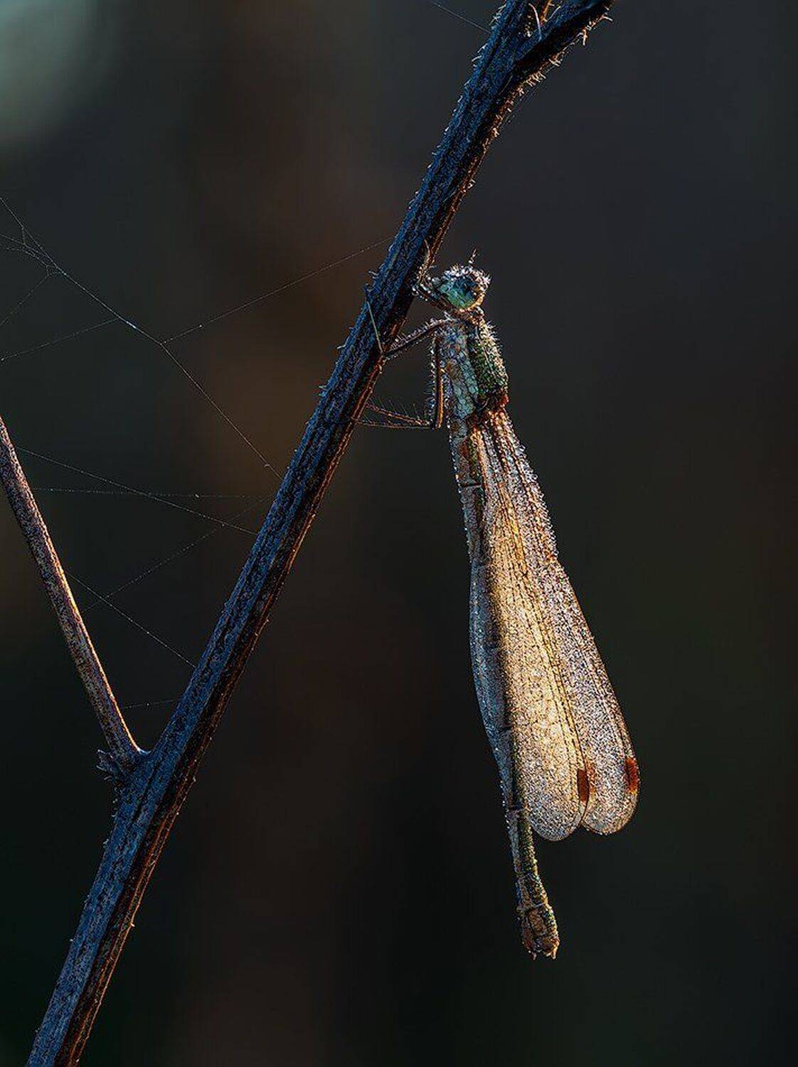 macro,макро, Евгений Лукашук