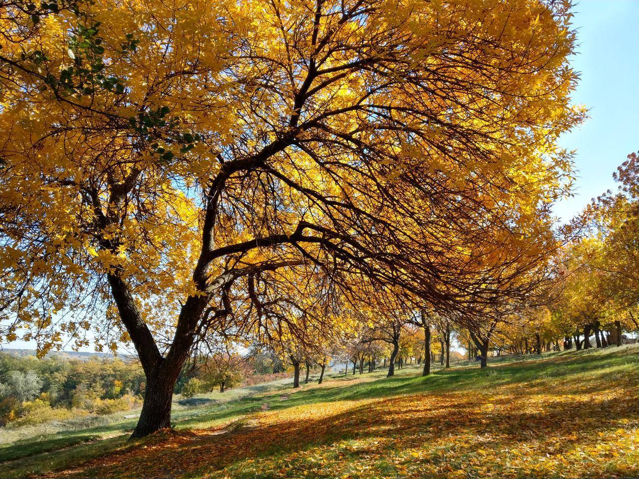 пейзаж,желтый ,дерево,осень,вид,, Сергей Богачёв
