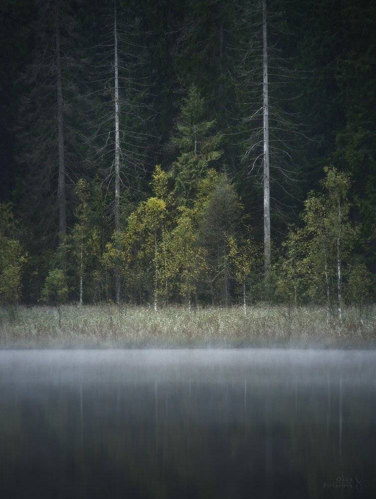 ленинградская область, осень, отражения, лес, фактуры, туман, Степаненко Ольга