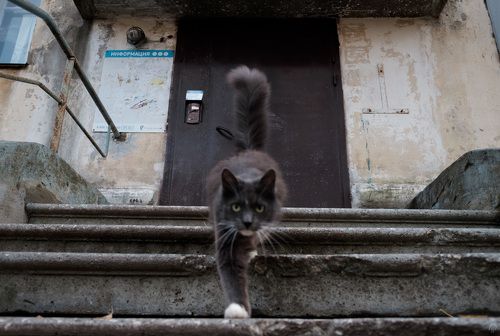 Коричневый кот, белый пес и разлитые чернила