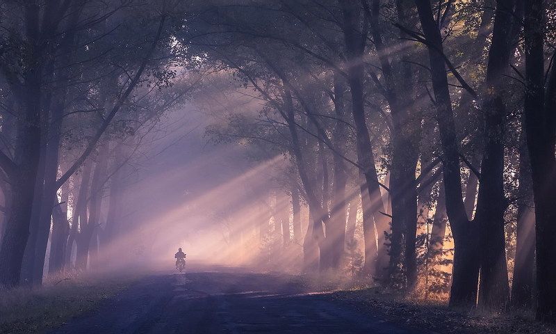 Туман укутал пелериной стволы деревьев и меня. фото превью