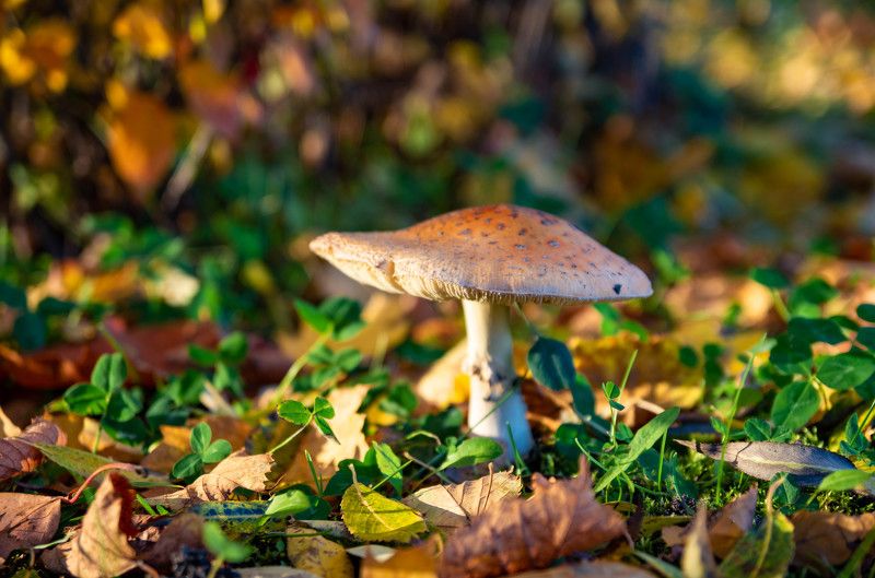 Много золота фото превью