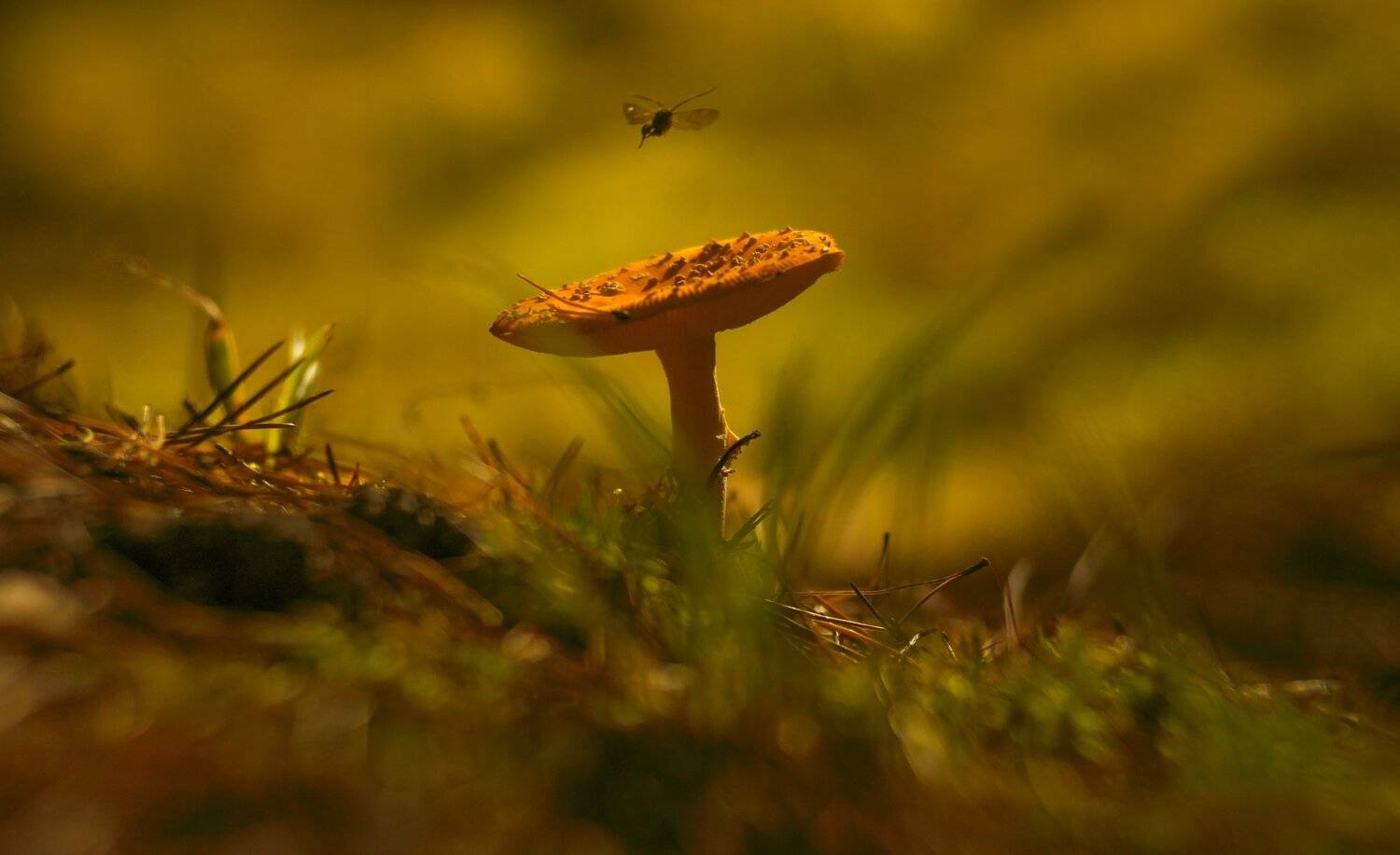 осень, природа, беларусь, лес, Sixten ( Сергей )