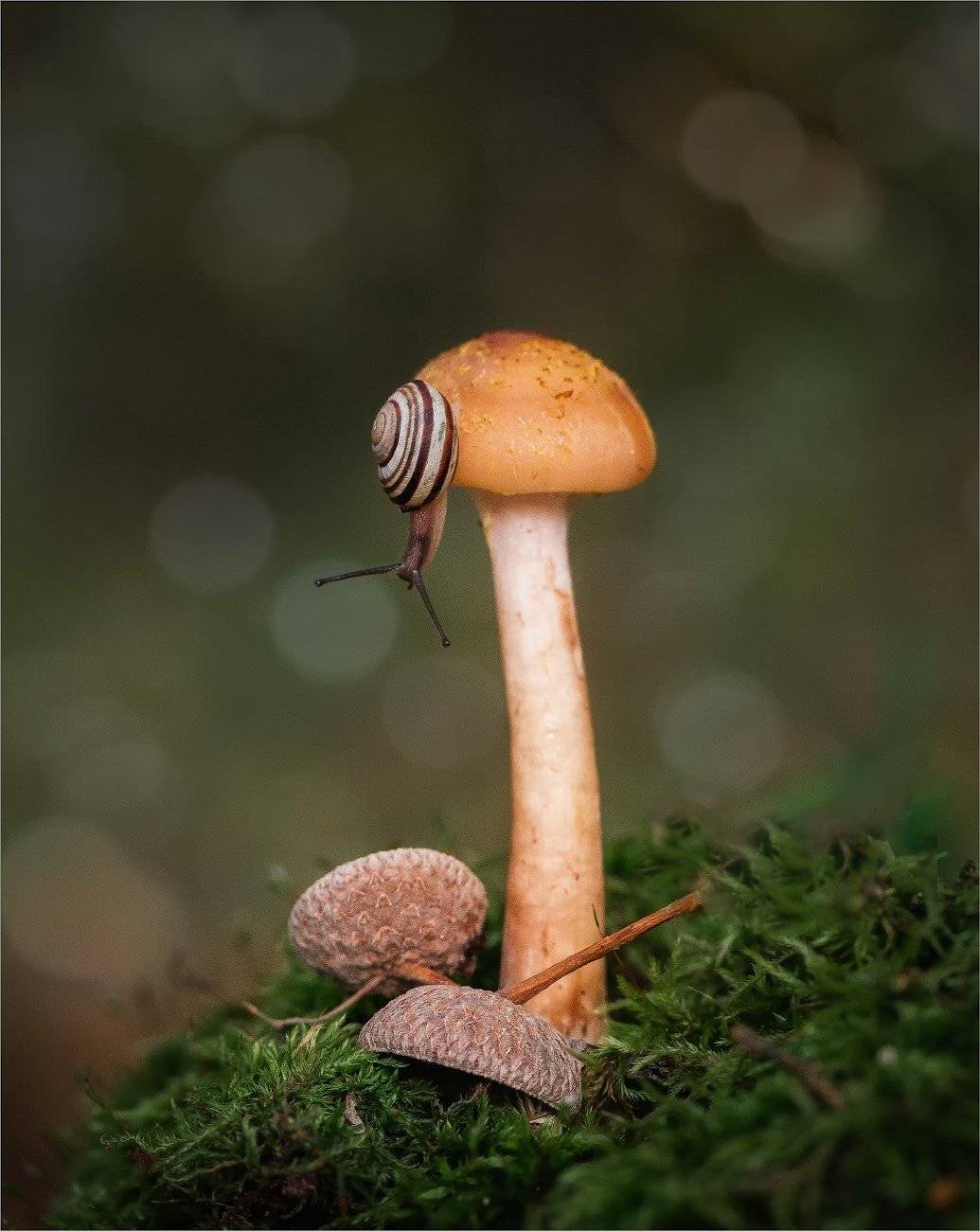 , Рудченко Анатолий