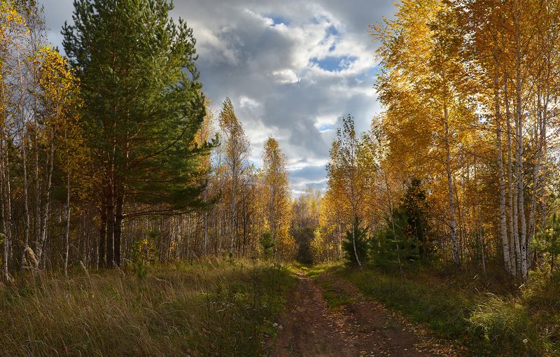 небо, облака, ветер, золотая осень, дорога, лес, солнечный свет Ветреный день фото превью