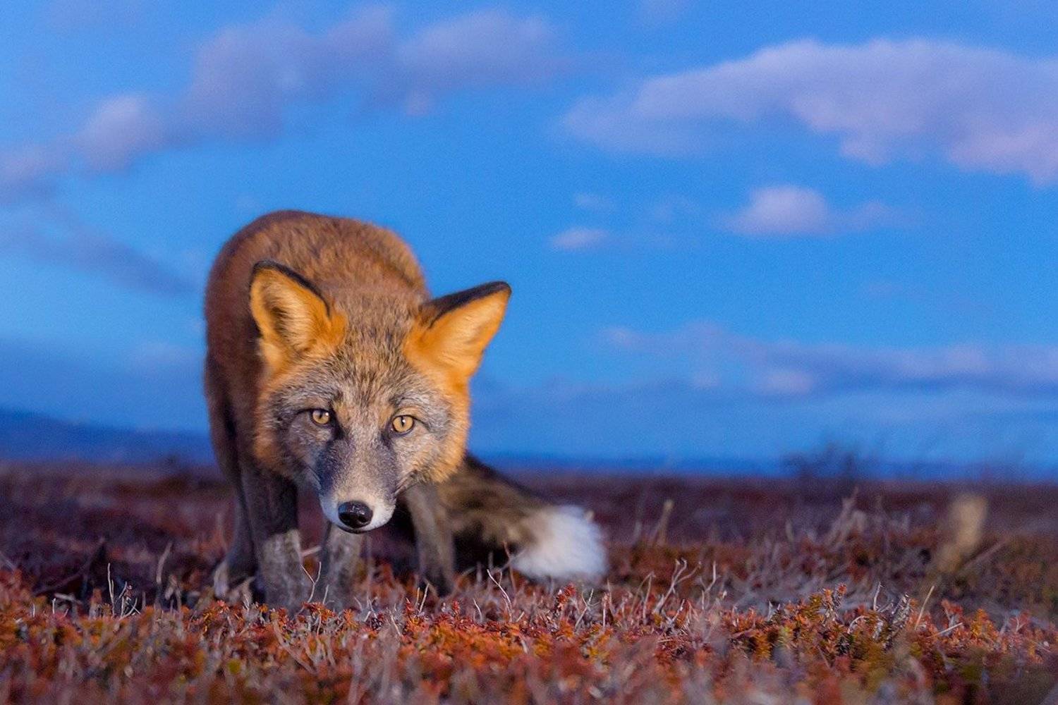 камчатка, лиса, животные, путешествие, осень, вулкан, Денис Будьков