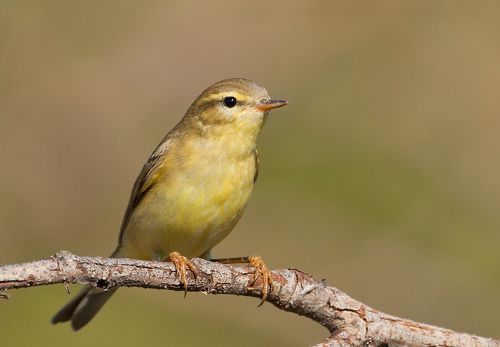 Пеночка-трещотка (лат. Phylloscopus sibilatrix) 