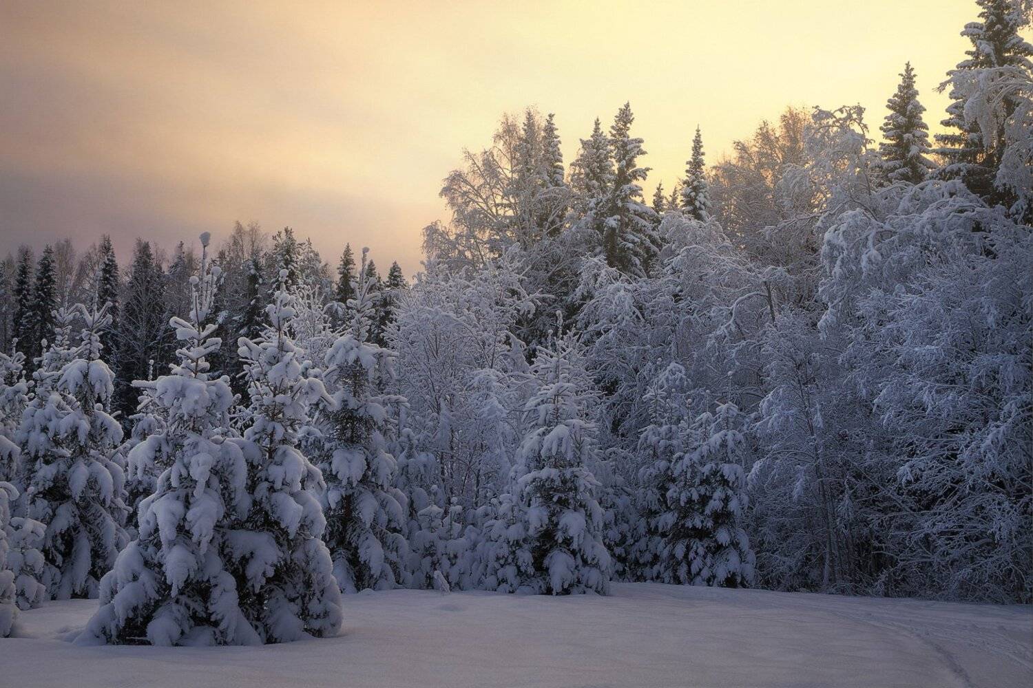 зима, закат, лес, парк, мороз, снег, вечер, поляна, Смольский Евгений