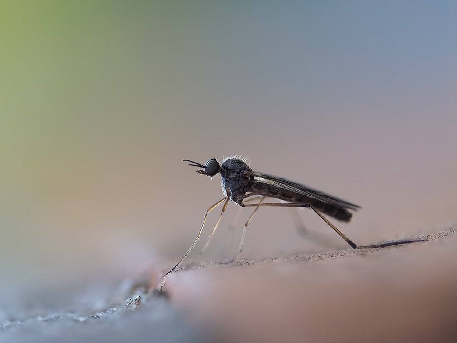macro,макро, Евгений Лукашук