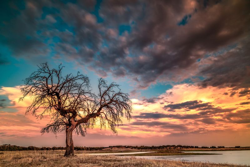 tree,sunset,lake,portugal,travel,lighthunter,lanscape,zeiss,nikond810,felix ostapenko,amazing view tree near the lake фото превью