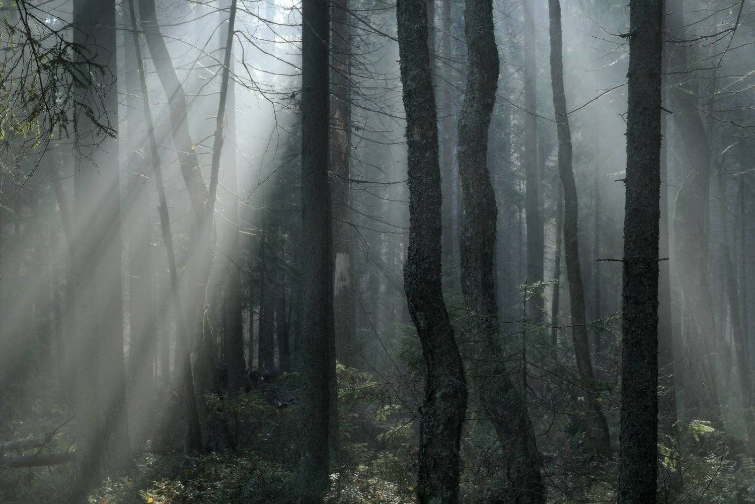 лес,осень,туман,ленинградская, Евгений Ляпунов