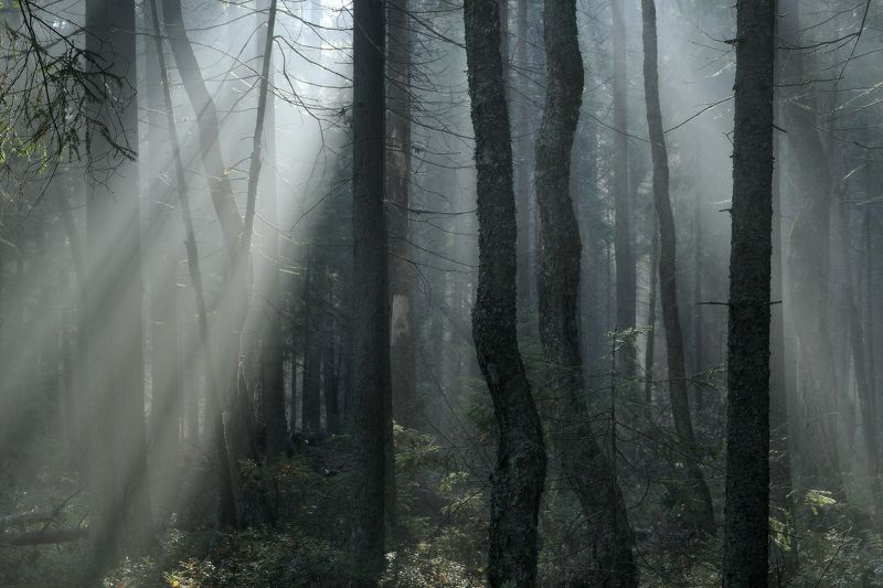 лес,осень,туман,ленинградская Луч света фото превью