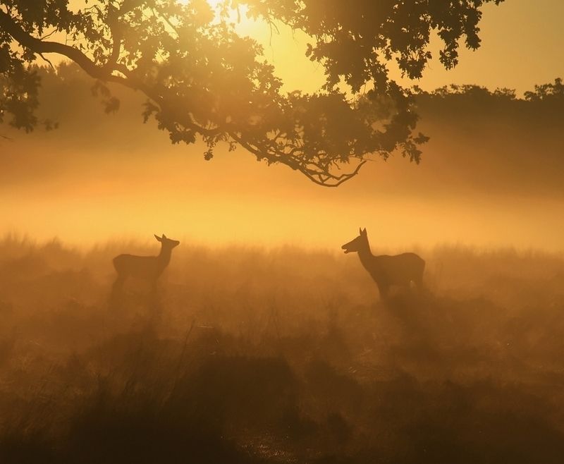 MORNING TALK фото превью