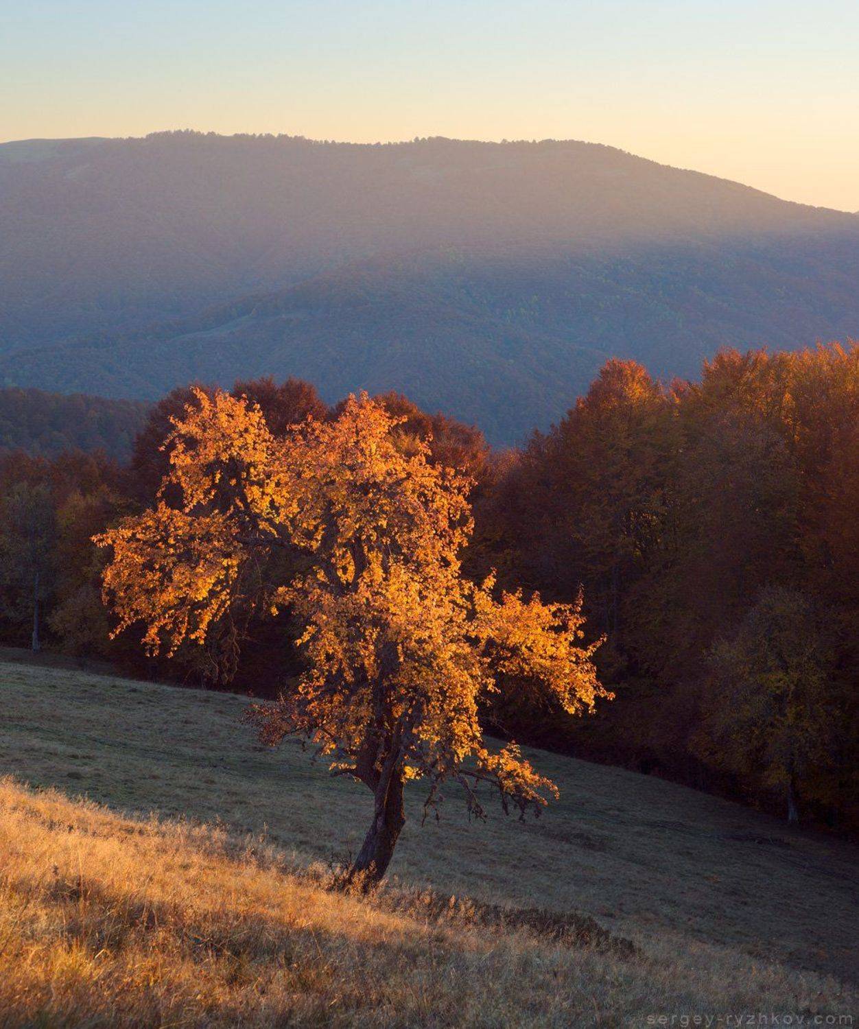 Карпаты, Украина, пейзаж, осень, золотая,пейзаж, природа, горы, лес, nature, landscape, autumn, forest, tree, mountains, carpathians, Сергей Рыжков