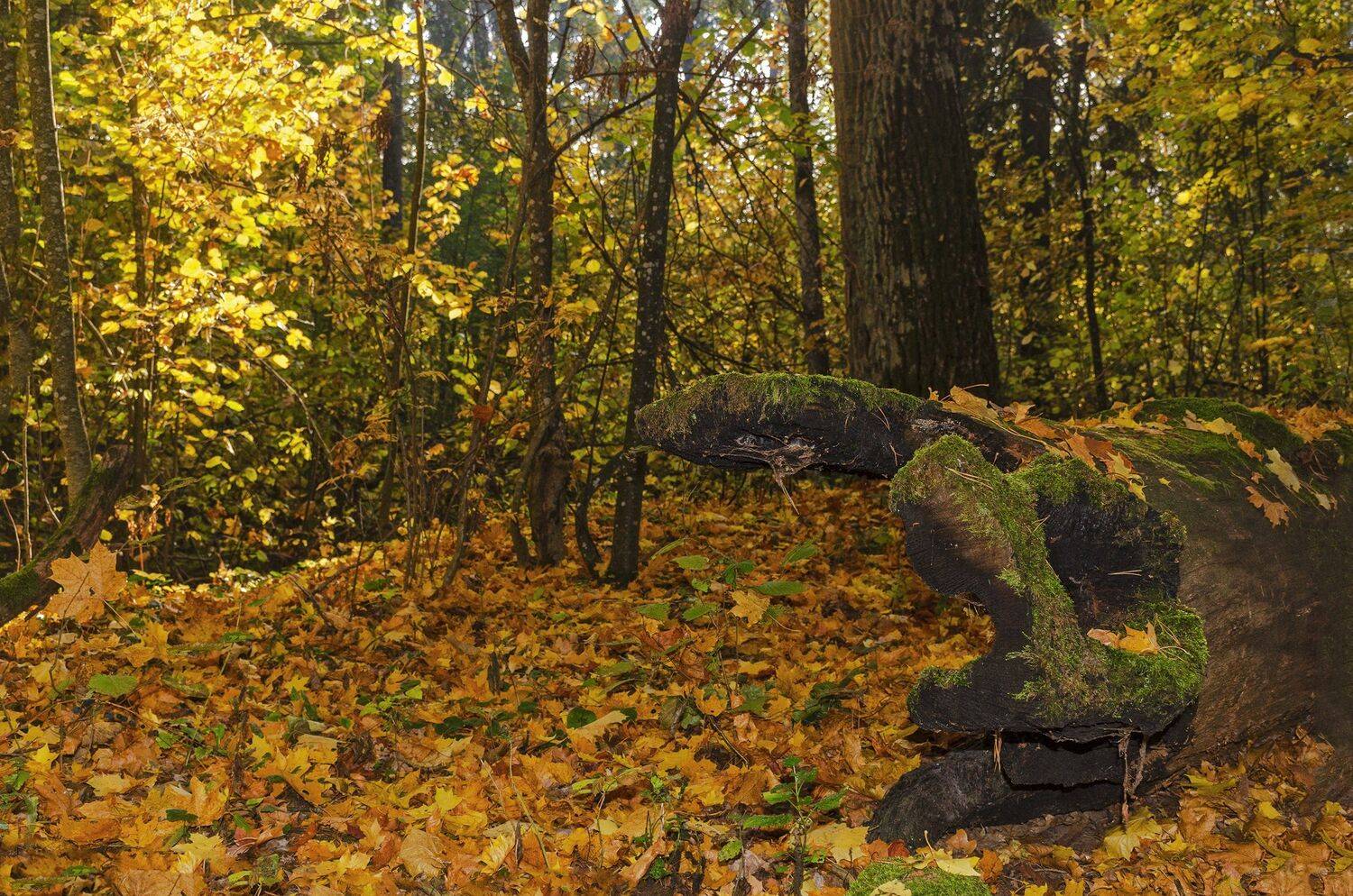 nevant60, пейзаж, красота, лес, осень, Александр Березуцкий