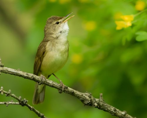 Садовая камышовка