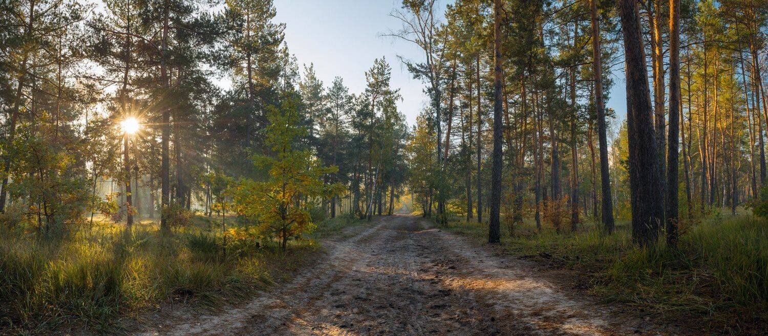 лес, осень, октябрь, утро, рассвет, дымка, Галанзовская Оксана
