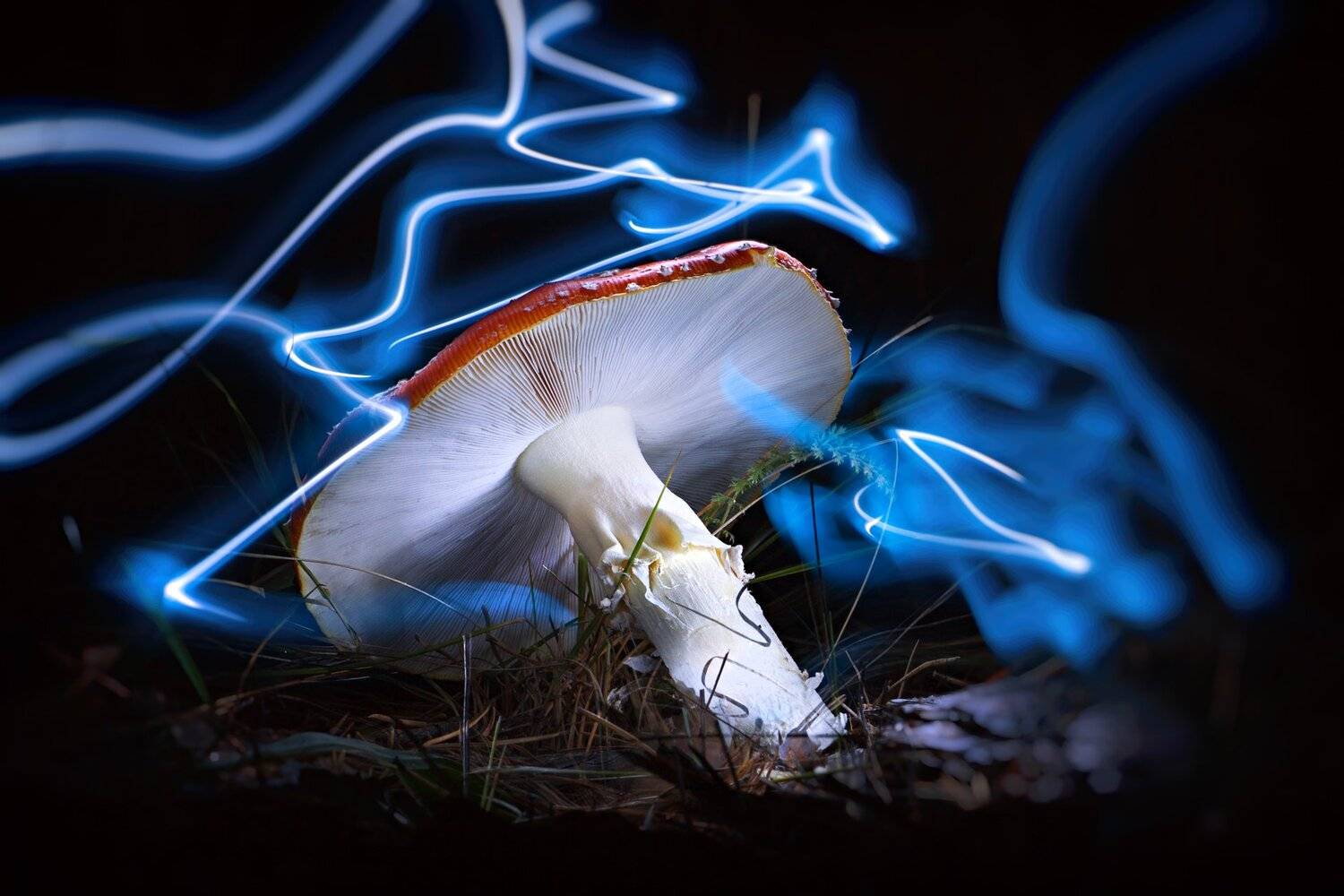 гриб,жук,вода,дождь,хвоя,красный,свет,лес, Юрий Котов