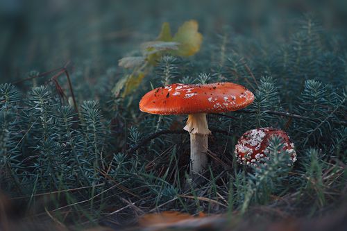 Царь мухомор