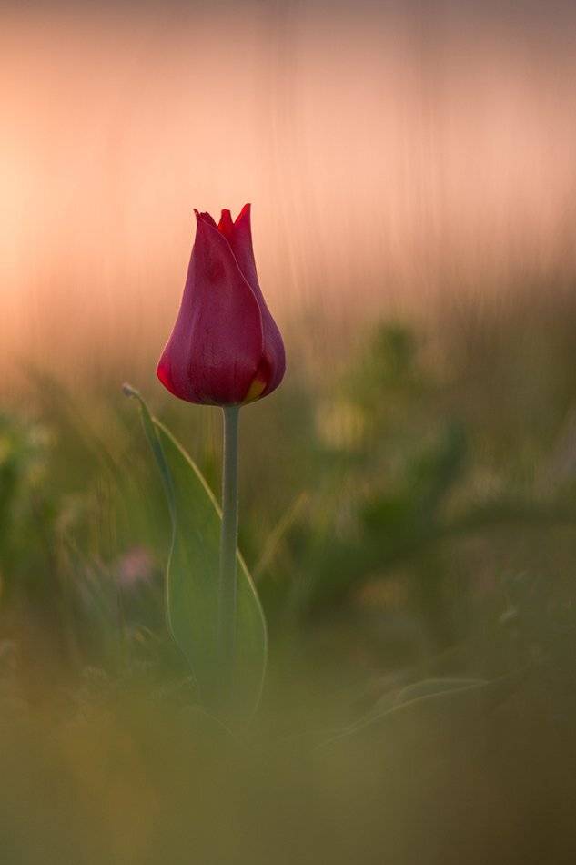 , Илья Михеев